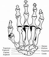 Bones Hand Anatomy Carpal Wrist Drawing Muscles Bone Fingers Carpus Proximal Phalanges Trapezoid Getdrawings Distal sketch template