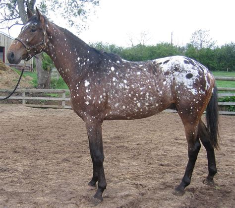 pin  michael rowland   patterned appaloosa horses