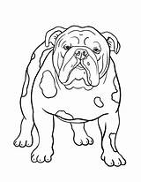 Bulldog Coloring Pages English Dog Drawing Printable Old Dogs Mastiff Bull Color Bulldogs Sheets Puppy Book Family Coloringcafe Colouring Patterns sketch template