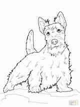 Terrier Coloring Scottish Pages Scottie Boston Dog Dogs Printable Yorkshire Drawings Highland Color Line Pyrenees Great Colouring West Clip Graphics sketch template