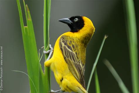 lesser masked weaver ploceus intermedius male adult dpet