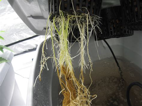 rid  root rot grow weed easy