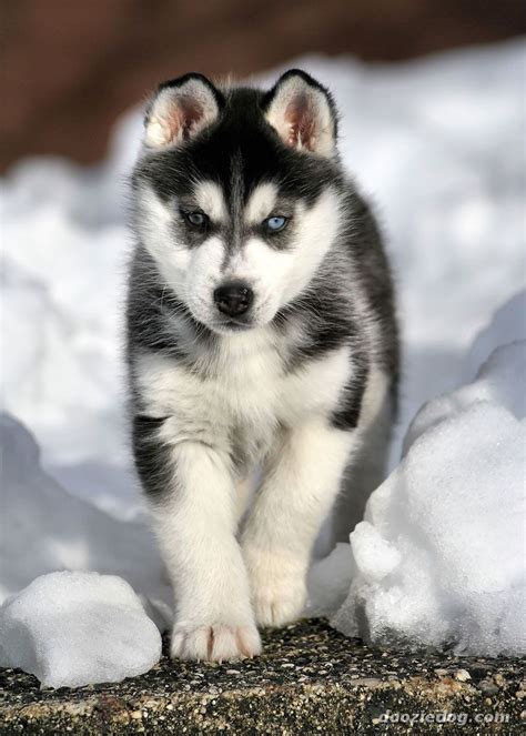 siberian husky animals species