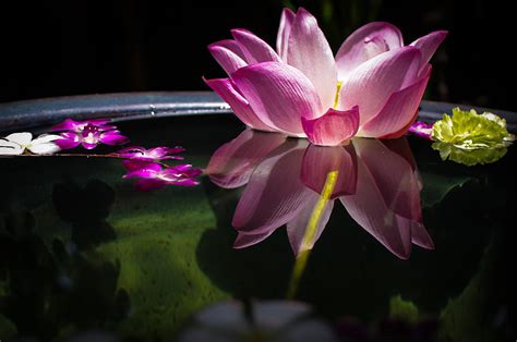 Water Lily Thailand Photograph By Ricardo Nishimura Fine Art America