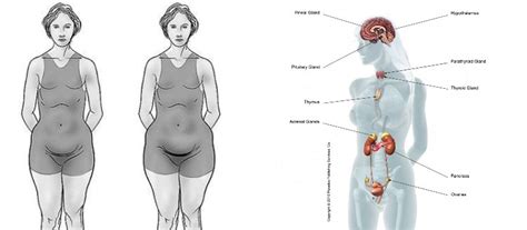Here Are The 6 Hormones Responsible For Weight Gain In Women Women