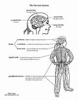 Nervous System Kids Coloring Human Pages Body Endocrine Systems Brain Grade Activities Teaching Science Anatomy Life Team Activity Function Exploringnature sketch template
