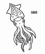 Squid Coloring Illustrations Book Children sketch template