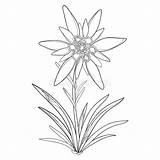 Edelweiss Flower Leontopodium sketch template