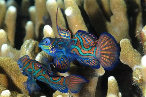 colorful mandarin fish spotted  singapore waters   time