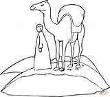 Kamel Camel Desert Coloriages Chameaux Deserto Dromadaire Chameau Animaux Cammello Camelo Borders Desenhos Colorir Insects Disegnare Danieguto sketch template