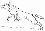 Labrador Springender Ausmalbild Jumping Retriver Malvorlage Retrievers sketch template