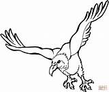 Vulture Coloring Pages sketch template