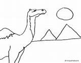 Coloring Camel Camels Coloringcrew Pages sketch template