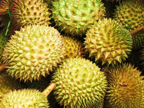 durian wallpapers wallpaper cave