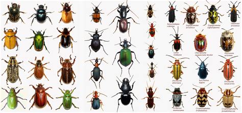 arizona beetles bugs birds   august