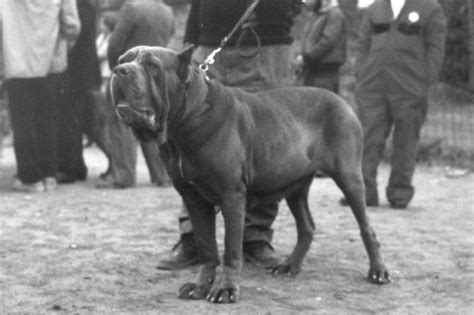 neapolitan mastiff history     giant italian guard dog