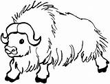 Buffalo Coloring Pages Bison Wildlife Water Animals Yak sketch template