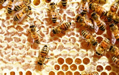 Will Bees Eat Sugar To Produce Honey Beeplaza Beekeeping Shop