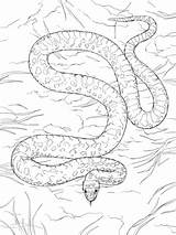 Coloring Pages Snake Coral Colouring Sheets Printable sketch template