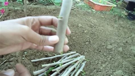 grow bougainvillea cuttings  root harmone  update