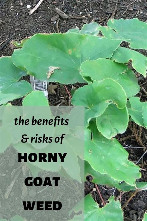 The Benefits Of Horny Goat Weed As An Aphrodisiac Eat