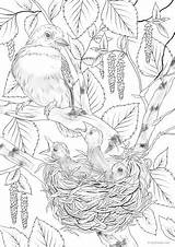 Nest Favoreads Kaynağı Makalenin Couleur sketch template