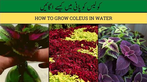 grow coleus  water youtube