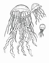Coloring Jellyfish Pages Spongebob Sea Life Getcolorings Category Getdrawings Navigation Posts sketch template