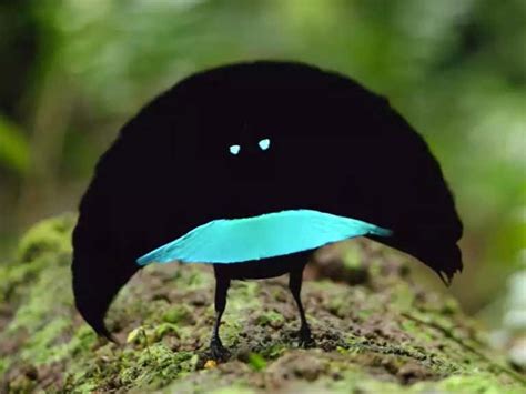 Does The Vogelkop Bird Of Paradise Fuck Watch Its Mating