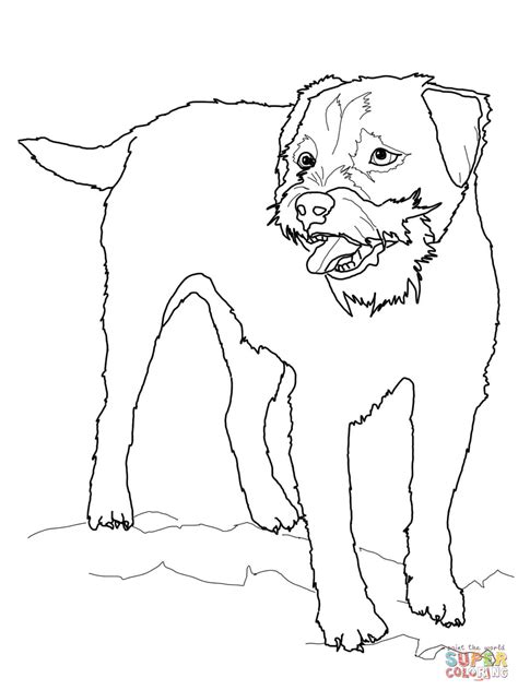 border terrier coloring page  printable coloring pages