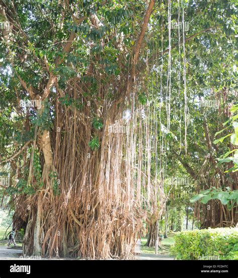 hanging roots  res stock photography  images alamy