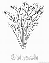 Spinach Coloring 123coloringpages Vegetable sketch template