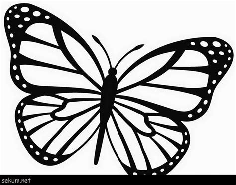 images  colouring butterfly