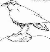 Crow Coloring Animals sketch template