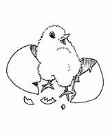 Coloring Pages Chicken Printable Chick Egg Popular Baby sketch template