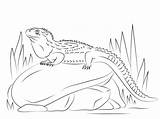 Tuatara Coloring Pages Sitting Stone Northern Caiman Tortoise Lizards Drawing Printable Drawings Parentune Worksheets Kids Reptiles Puzzle 95kb 1200 sketch template