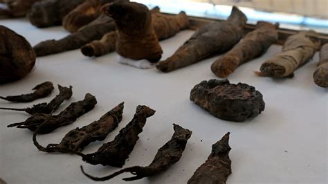 mummified birds mice found in ancient egyptian tomb fox news