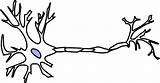 Neuron Clipground 20clipart sketch template