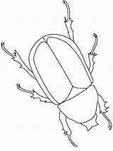 Beetle Insekten Coloring Escarabajo Malvorlage Owady Scarabee Insectes Kolorowanki Rinoceronte Lightupyourbrain Robaki Insects Insect Beetles Colorare Insetti Dzieci Malvorlagen Dessins sketch template