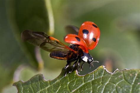 ladybug pictures images  hd pixabay
