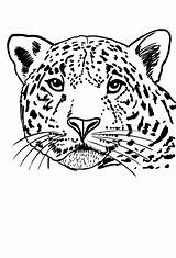 Jaguares Colorare Giaguari Disegni sketch template