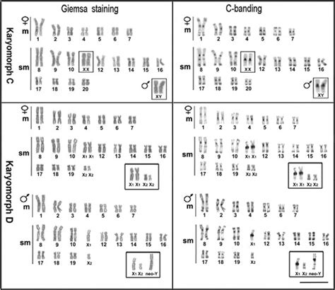 Initial Steps In Xy Chromosome Differentiation In Hoplias Malabaricus