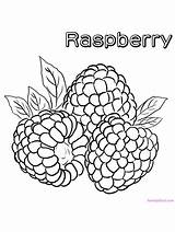 Raspberry Fruit Raspberries Buah Tempatan Lukisan sketch template