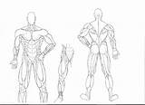 Coloring Muscle Human Anatomy Muscles Pages Muscular System Drawing Body Diagram Arm Blank Draw Line Book Template Getdrawings Sketch Label sketch template