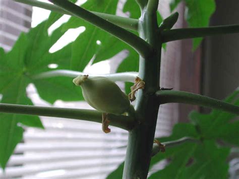 Growing A Papaya Tree From Seed Papaya 20 A Photo