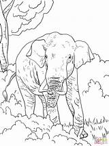 Elefant Elefanten Dibujos Indischer Ausmalbild Elefante Indio Kostenlos Supercoloring Kategorien sketch template
