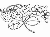 Coloring Strawberry Leaves Pages Chosen Illustrations sketch template