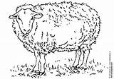 Schaf Malvorlage Ausdrucken Sheep sketch template