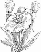 Primel Primula Colorare Primrose Disegni Oenothera sketch template