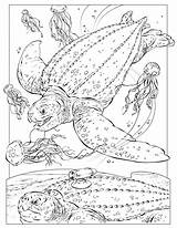 Coloring Turtle Pages Sea Leatherback Sheets Carey Book Ocean Para Tortuga Animals Kids Tortugas Colorear Turtles Dibujos Activities Adult Marina sketch template